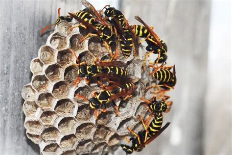 Do You Need Professionals’ Help to Destroy Wasp Nests - darkinthedark