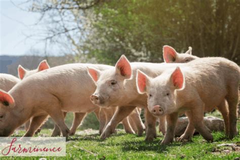 Raising Pigs- A Beginner's Guide to Raising Pigs for Meat