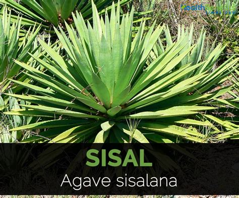 Sisal Facts and Uses