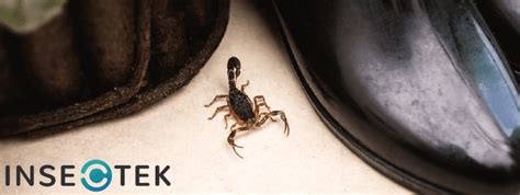 5 Steps To Take When You Find a Baby Scorpion in Your House