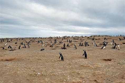 Penguin Colony on Isla Magdalena Island, Chile Stock Image - Image of view, wings: 238143647