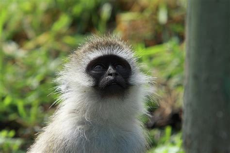 Vervet Monkey Photograph by Aidan Moran - Fine Art America