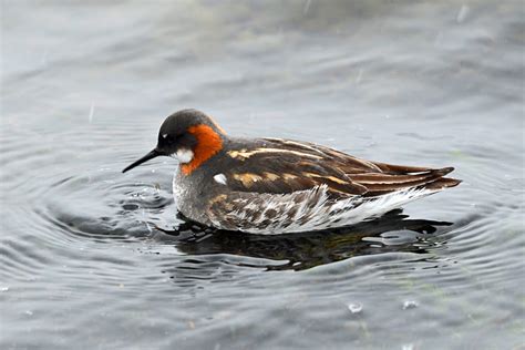 Red-necked Phalarope