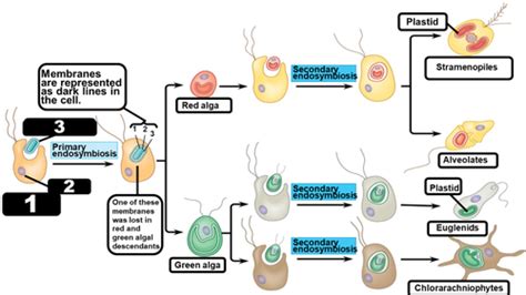 Diversity of plastids produced by endosymbiosis Flashcards | Quizlet