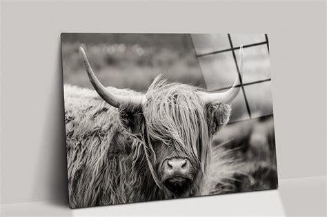 Scottish Highland Cattle Wall Art| Cattle Canvas Cattle Wall Art, Catt