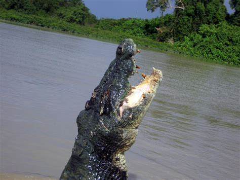 Saltwater crocodile (Crocodylus porosus)