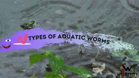 Aquatic Worms - Facts and Everything You Need To Know