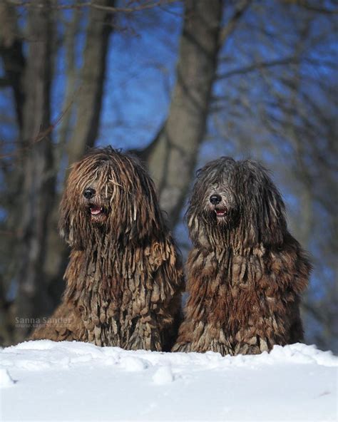 Bergamasco Sheepdog dog breed information, pictures, care, temperament, health, breed history ...