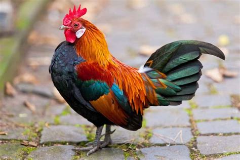 Top 11 Types of Roosters for Your Flock | Types of roosters, Rooster, Rooster breeds