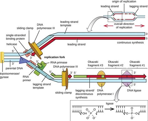 Dna Replication Simple Diagram