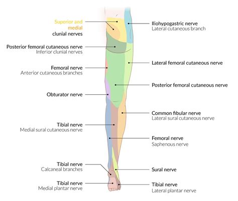 Femoral And Sciatic Nerve