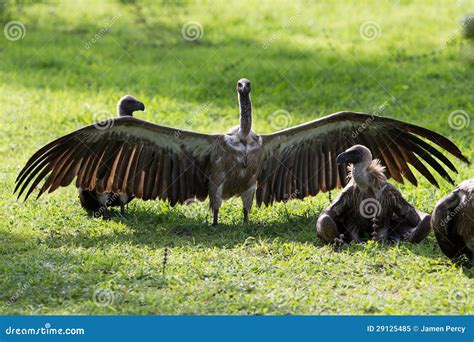 Vultures eating a carcass stock image. Image of african - 29125485