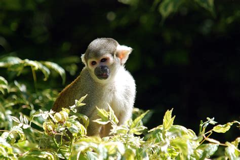 Photo: Saimari or Squirrel monkey