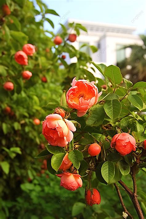 Peach Rose Bushes In The Garden Background Wallpaper Image For Free Download - Pngtree