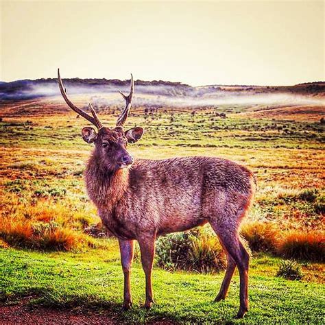 Sri Lankan Sambar Deer - Horton Plains National Park Sri Lankan sambar ...