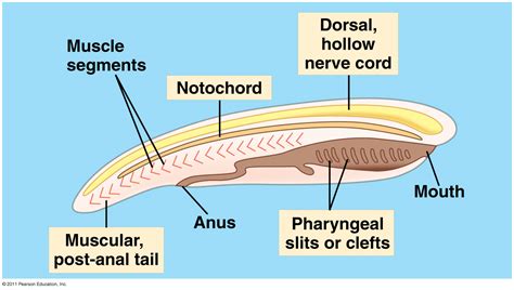 Organismal Biology