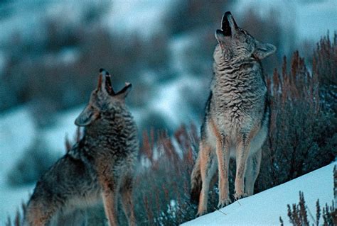 Coyotes Howling | Coyotes howling, Yellowstone National Park… | Flickr