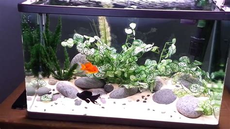 5 goldfish tank size - israelpok