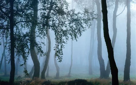 Stand of trees, landscape, trees, forest, mist HD wallpaper | Wallpaper Flare