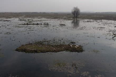 View Polluted Hokarsar Wetland Outskirts Srinagar Editorial Stock Photo ...