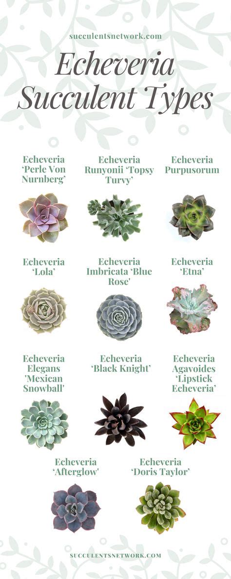 Echeveria Succulent Types! : r/SucculentsNetwork