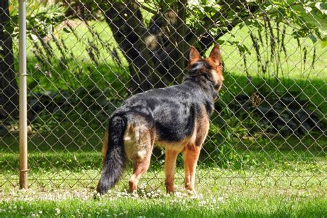 Understanding 5 German Shepherd Tail Positions