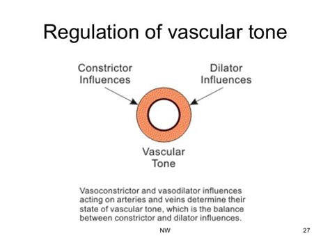 Vascular tone and tissue perfusion