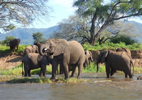 Water and wildlife on the Zambezi river - ETH Ambassadors