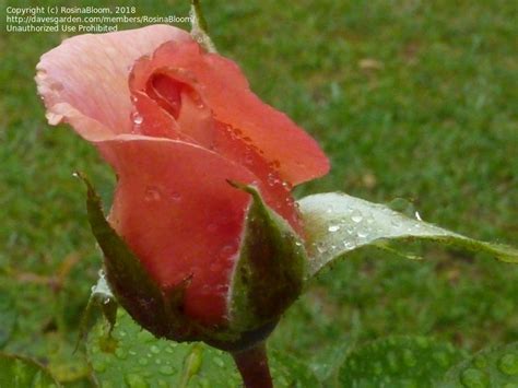 PlantFiles Pictures: Large Flowered Climbing Rose 'Compassion' (Rosa ...