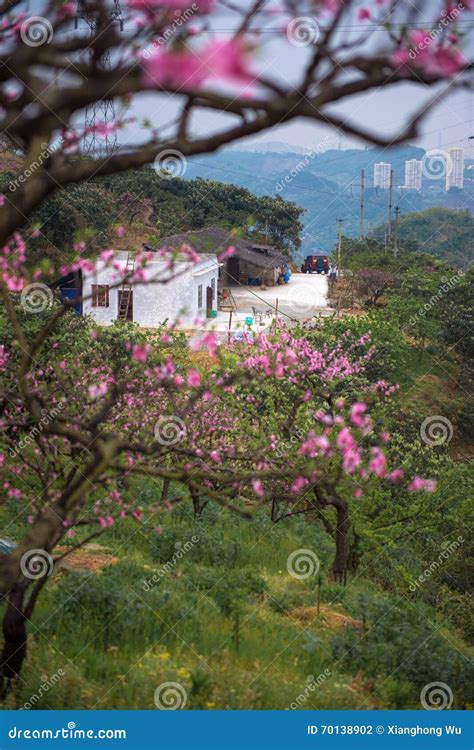 Scenery in peach orchard stock photo. Image of color - 70138902