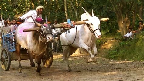 Jabardast bulls running in bullock cart race - YouTube