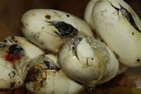 All of Nature: Fox Snake Eggs Hatching