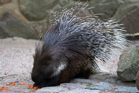 Old World porcupine in the zoo | Marcus Sümnick | Flickr