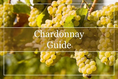 Your Essential Chardonnay Wine Guide - WinePros