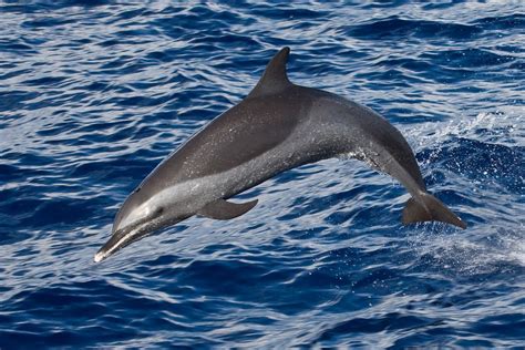 Pantropical Spotted Dolphin (Stenella attenuata) | Dolphins, Dolphin photos, Ocean mammal