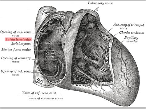 The Pump and the Tubes: Crista Terminalis