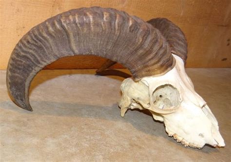 Mouflon skull with horns - Ovis aries musimon - 30 x 35cm - Catawiki