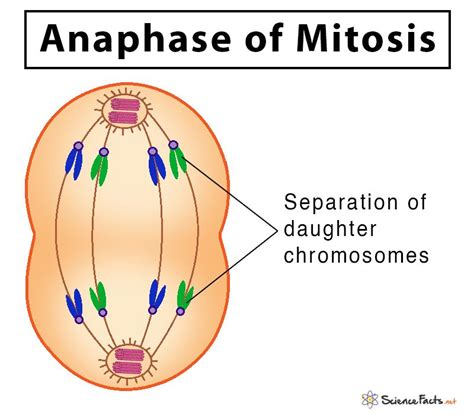 Nuclear Membrane, Cell Membrane, Plant And Animal Cells, Cell ...