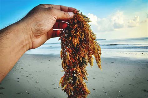 6 Practical Uses for Highly Nutritious Seaweed on Your Homestead