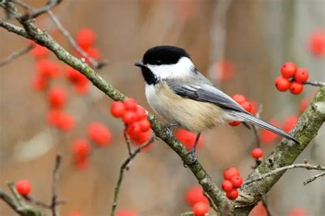 Black Capped Chickadee Facts | Anatomy, Diet, Habitat, Behavior ...