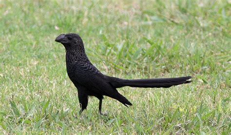 Ani Crotophaga ani "Collective brooders" | Bird facts, Black bird, Bird