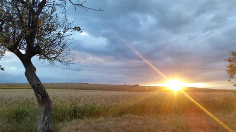 Sunset,field,gold field,nature,sunlight - free image from needpix.com