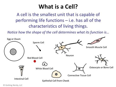 Lesson Plan Ideas: Hooke, Cells and Cell Theory - Getting Nerdy Science Cell Lesson Plans ...