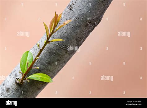 New sprout growing from tree trunk in spring. Concept new beginning and growth Stock Photo - Alamy