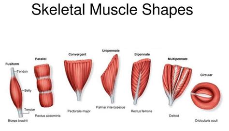 skeletal muscle shapes \>