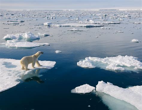 11 facts you didn’t know about polar bears | WWF