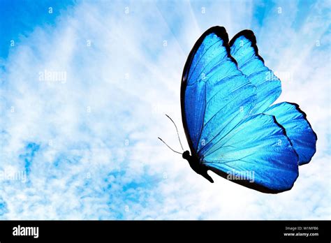 tropical flying blue butterfly with the sun against the sky Stock Photo - Alamy