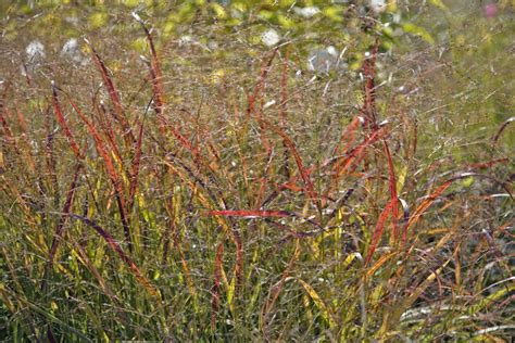 The Best Ornamental Grasses for Fall Color