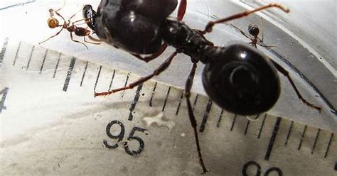 The Biggest Species Of Ant Ever!: The Biggest Species Of Ant In The World