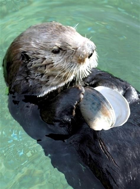 Pacific Sea Otter – "OCEAN TREASURES" Memorial Library